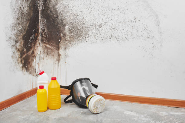 Best Fast Mold Removal  in Flat Rock, NC
