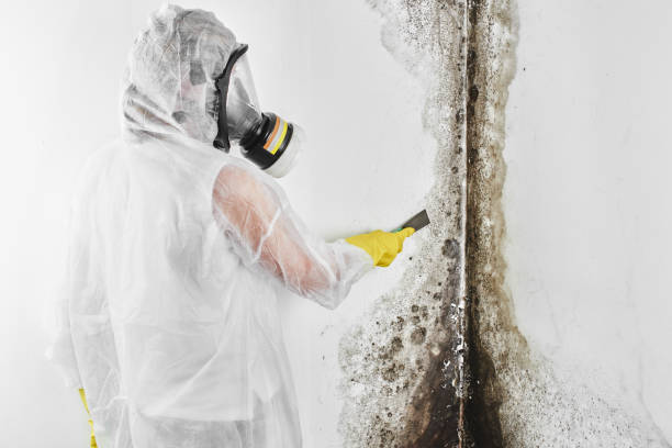 Best Best Mold Removal Companies  in Flat Rock, NC