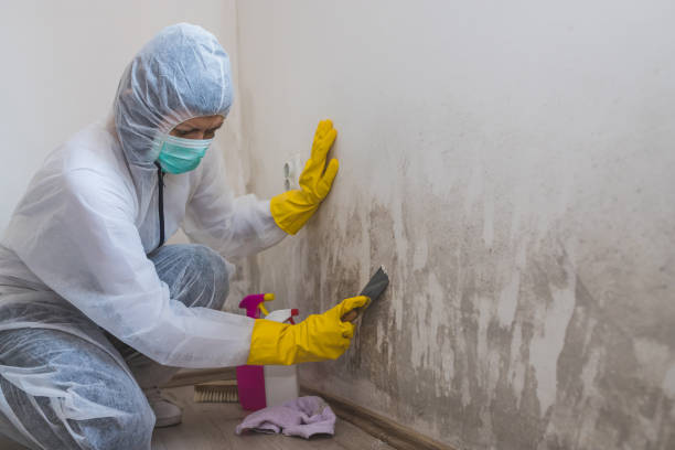 Best Black Mold Removal  in Flat Rock, NC