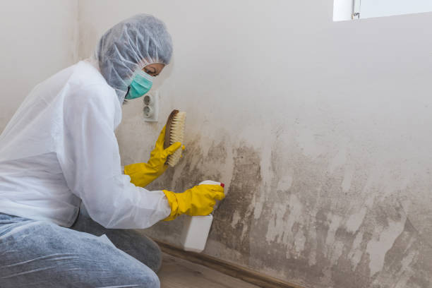Best Home Mold Removal  in Flat Rock, NC