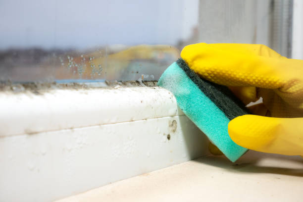 Best Office Mold Removal Services  in Flat Rock, NC