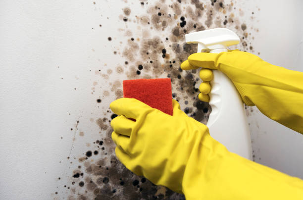 Mold Testing and Removal in Flat Rock, NC