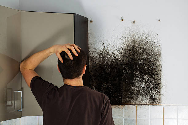 Best Professional Mold Removal  in Flat Rock, NC