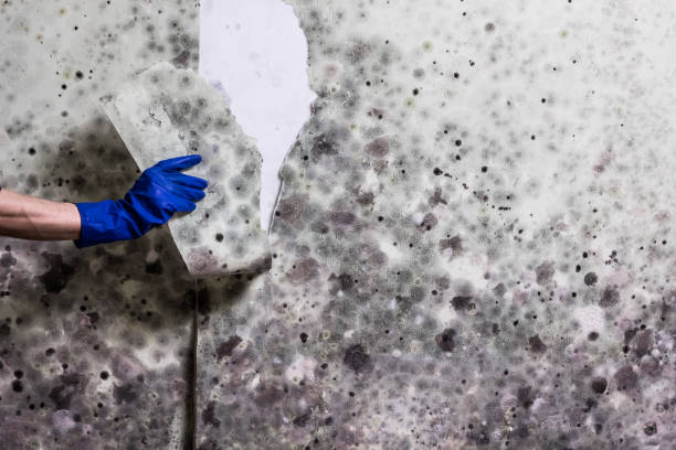 Best Emergency Mold Removal  in Flat Rock, NC
