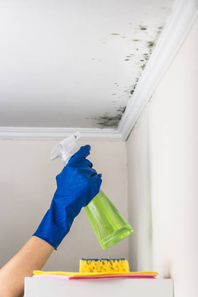 Mold Removal Process in Flat Rock, NC